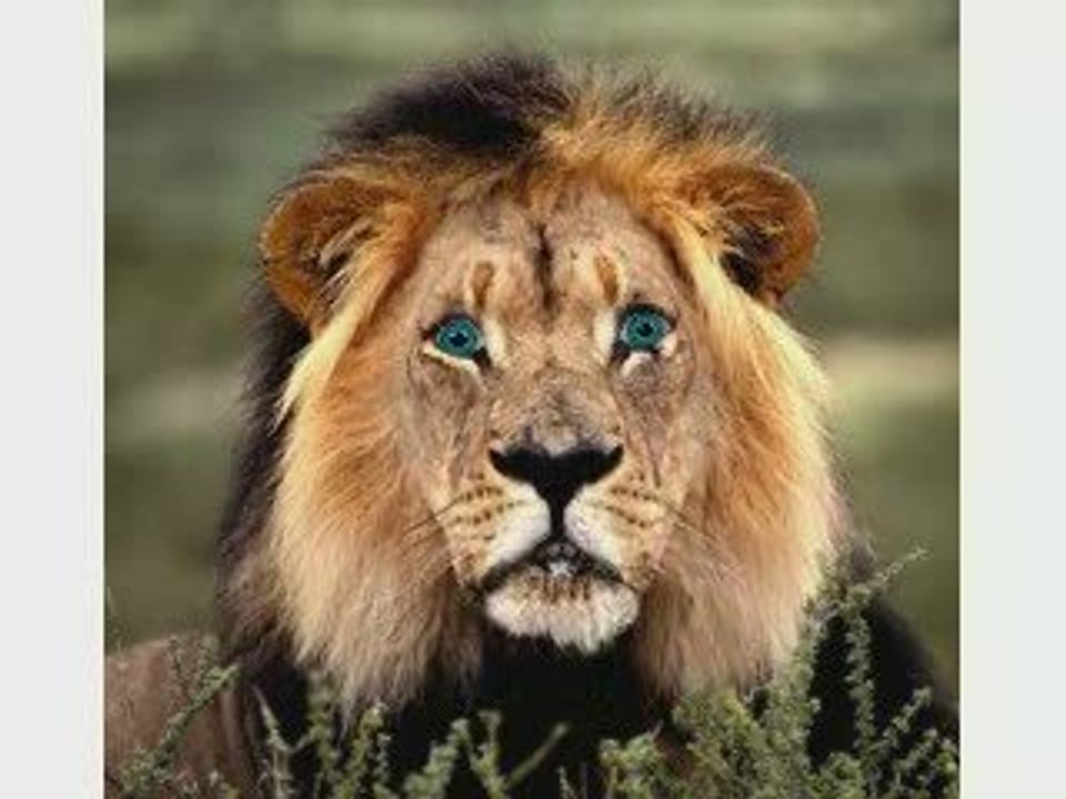 Campinglion4