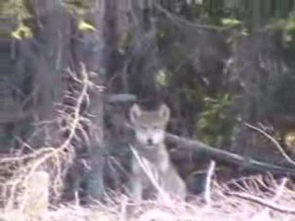 Loup du canada