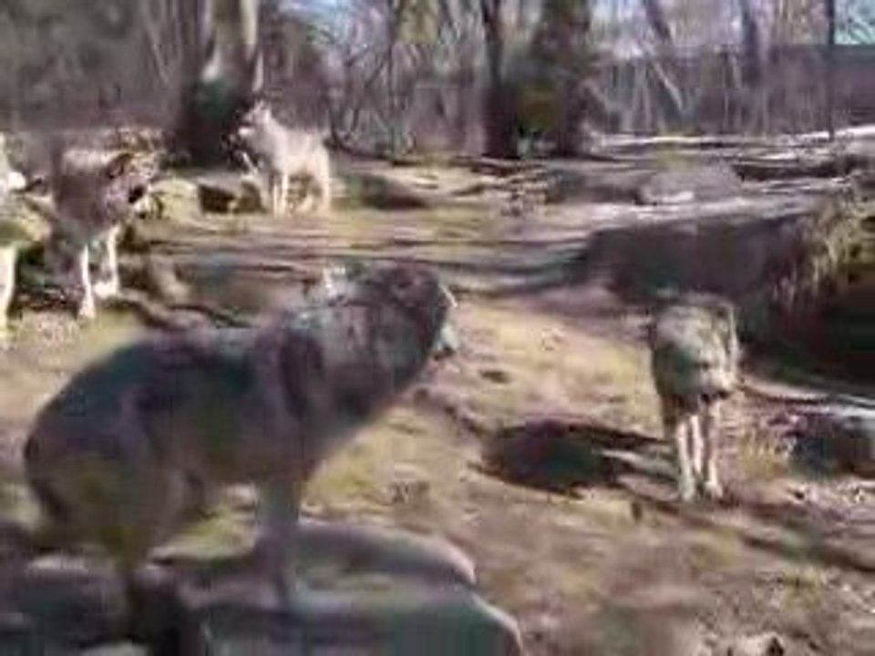 Loup du mexique
