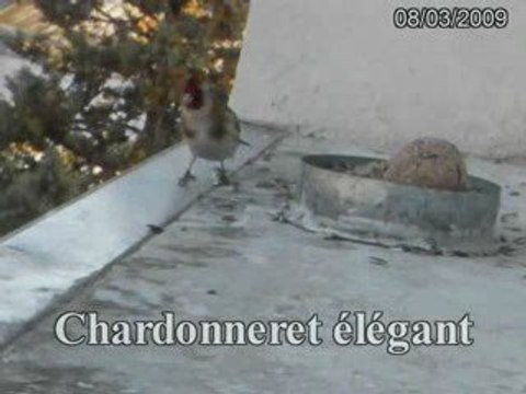 Chardonneret élégant