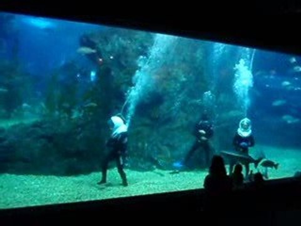 Siam ocean world "ocean walker"