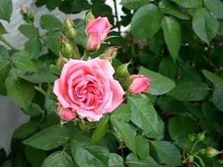 ROSES ET FLEURS CASSAN