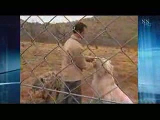 Lion whisperer at work in South Africa
