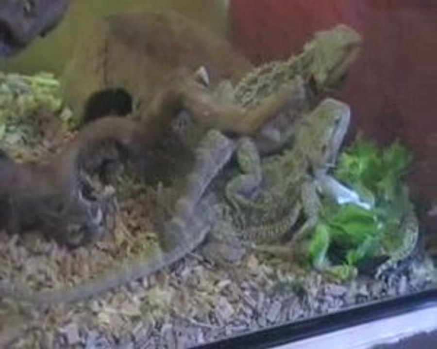 Couple Pogona vitticeps