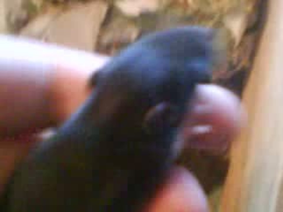 Ratons - a 12 jour - Dodo dans leurs Maisons