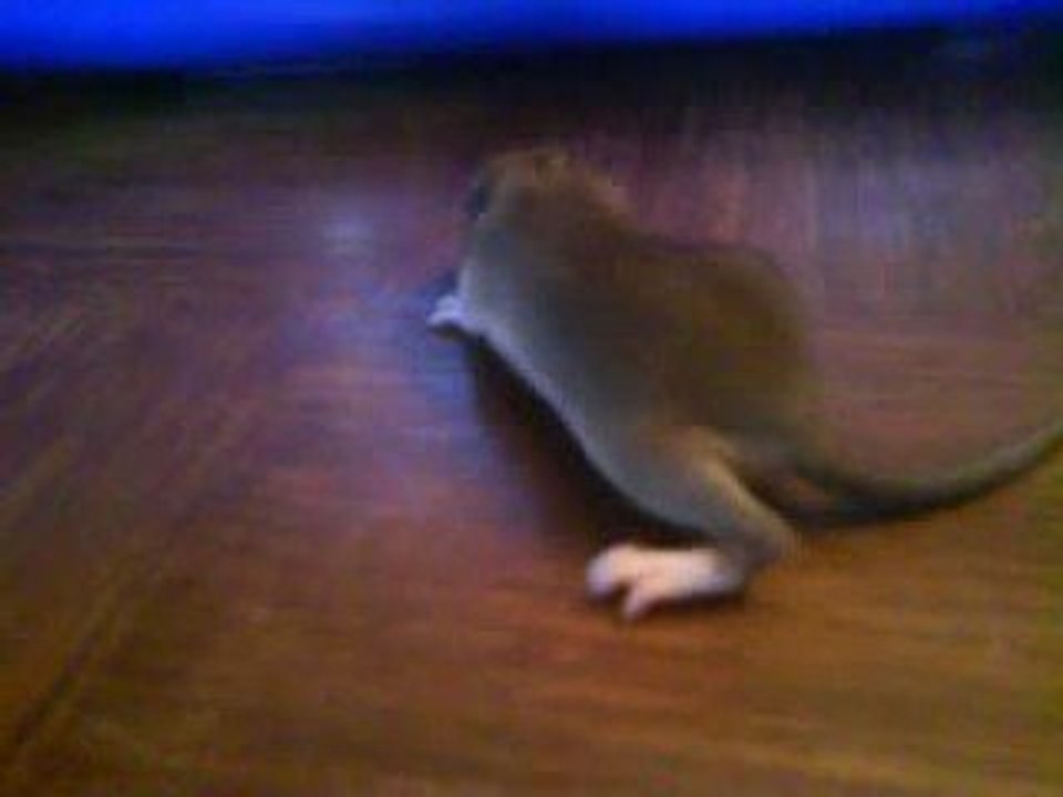 Premier contact hors de la Cage d un raton