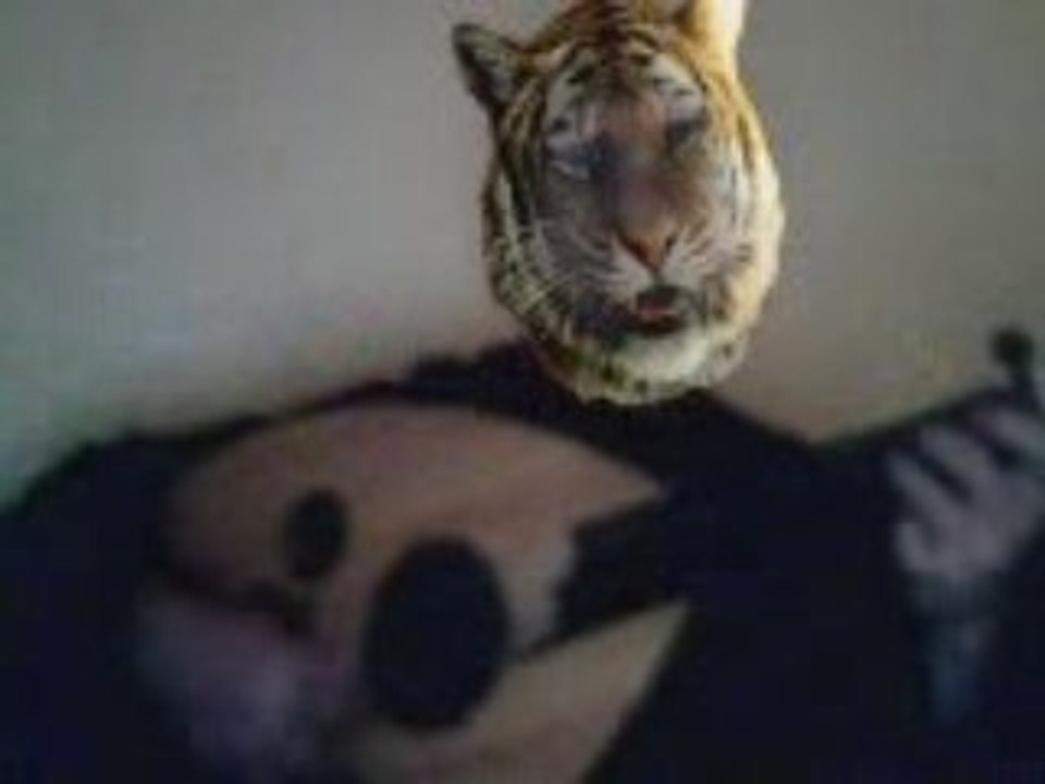 Tiger Oud