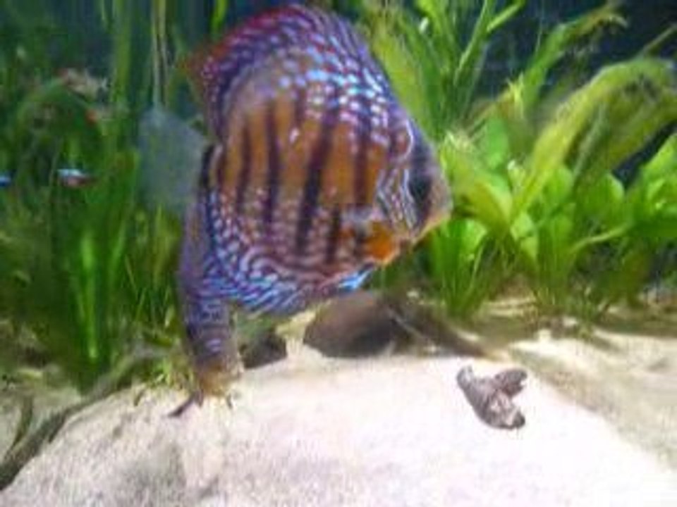 Discus