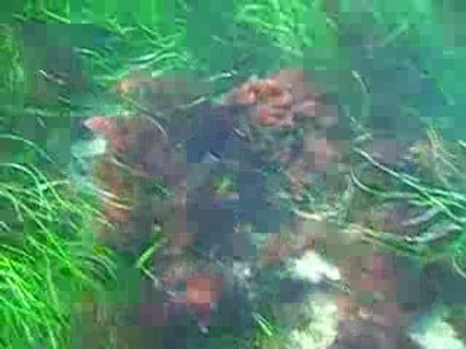 Scuba Diver Girl: I'm hungry...