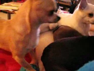 Archie chihuahua donne coup de nez bazoo