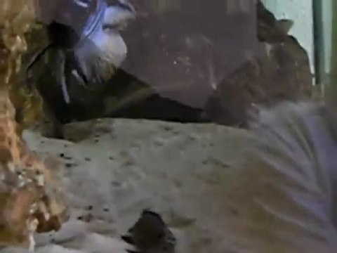 repro pseudo elongatus mpanga 1