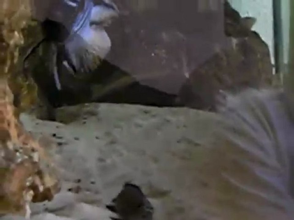 repro pseudo elongatus mpanga 1