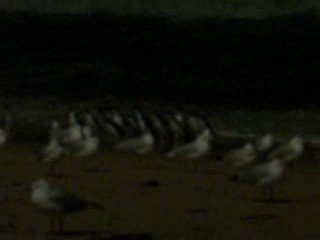 penguin parade
