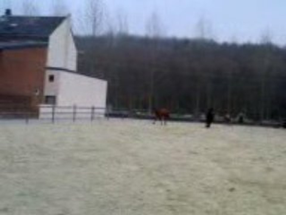 Les fous
