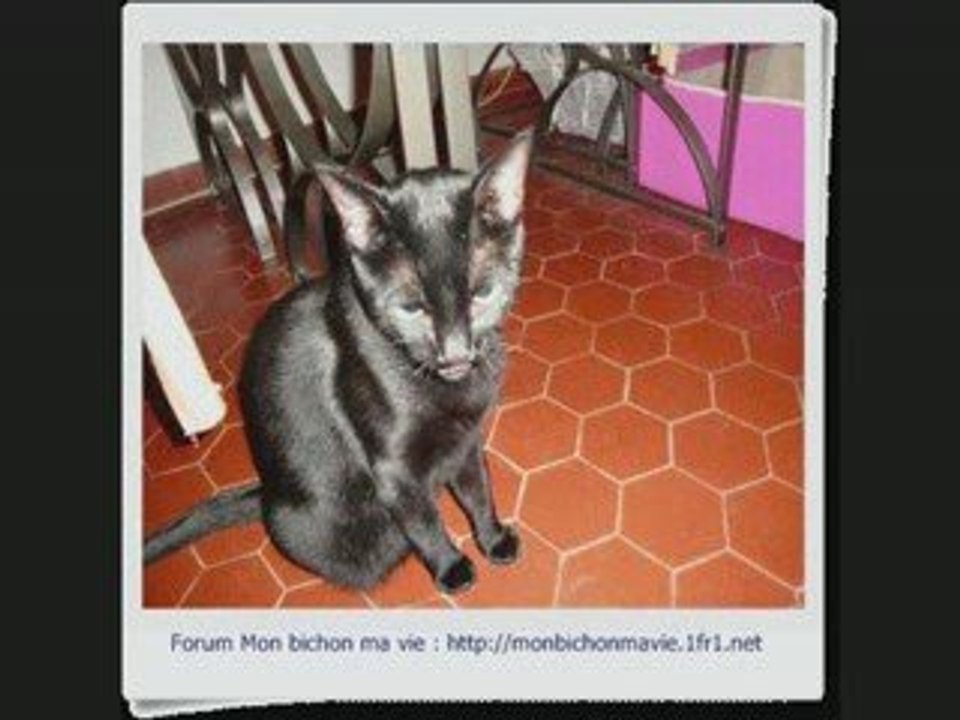 Nos autre annimaux du forum mon bichon ma vie