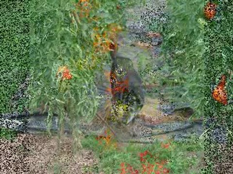 SK Foods video #4 about tricks to growing great Tomatoes.