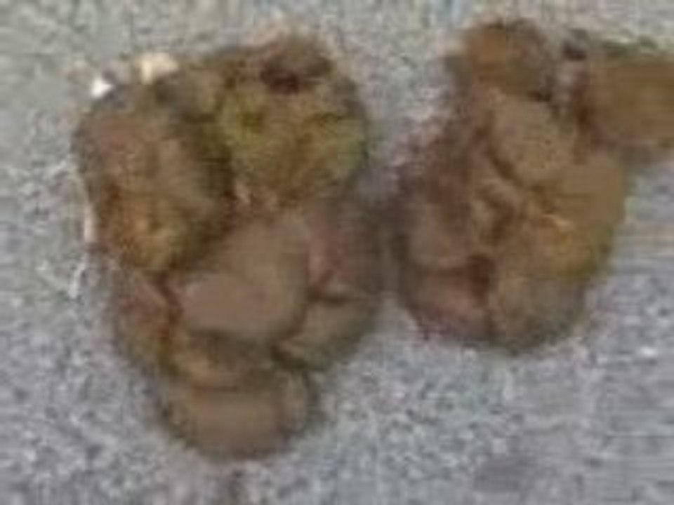 Vidéo-0013
