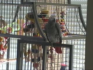 Tsuki Gris du Gabon rale :"C'est non ça va pas la tête"