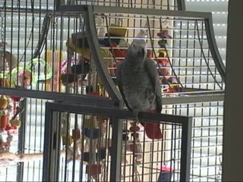 Tsuki Gris du Gabon rale :"C'est non ça va pas la tête"