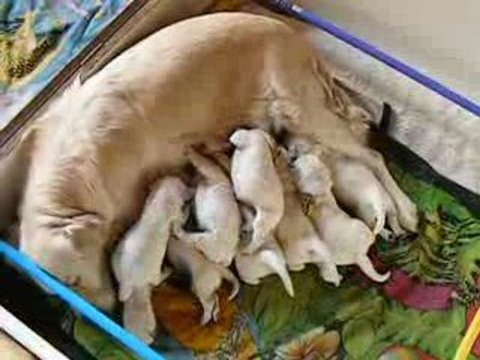 portée Vegann. Bébés le 3ème jour à la tétée