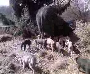Promenade des bébé cochons