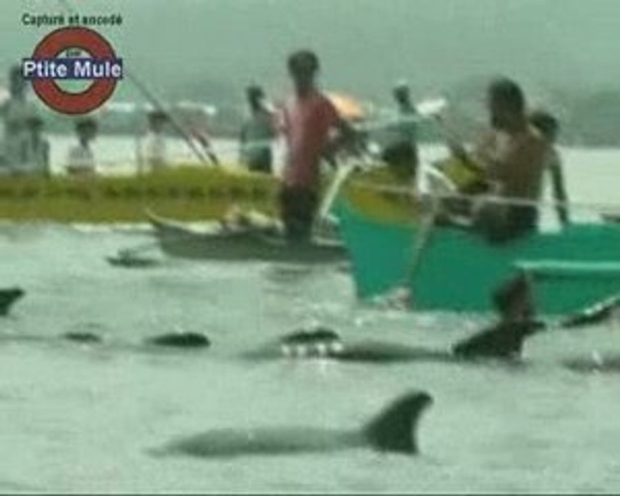 Les dauphins perdus
