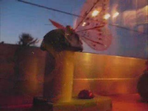 Main Street Electrical Parade