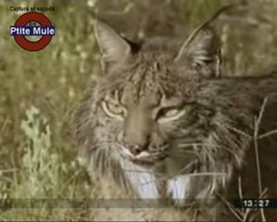 La biodiversité en danger