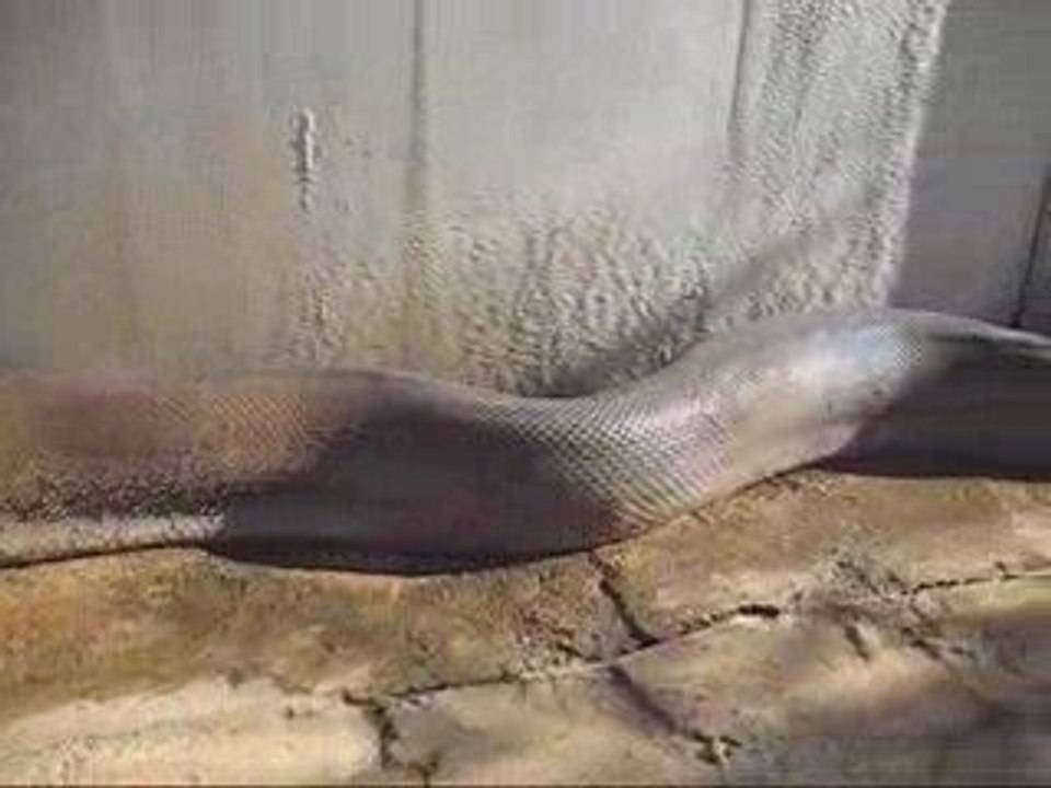 LongPython