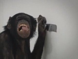 Chimpanzée utilise du Power Tape !!!