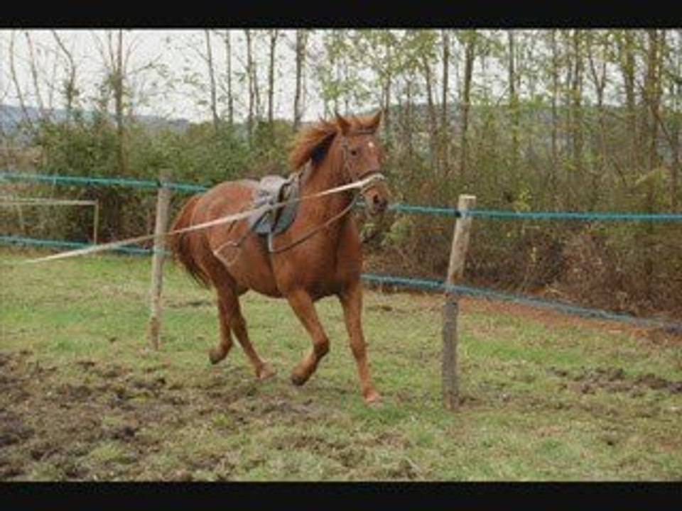 King petit cheval sauver.