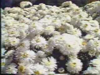 TVT Tampa FirstNews excerpts 1986