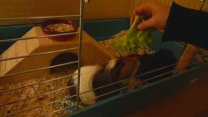 Pimousse et Myrtille