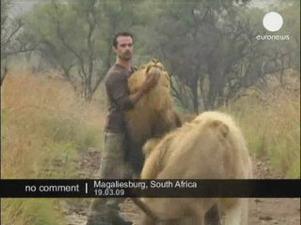 Calins avec les lions