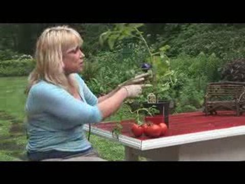 SK Foods video #13 presents secret tomato experiment?