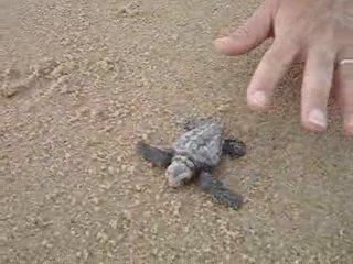 Sauvetage bébé tortue bresil praia das ondas