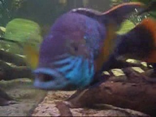 american cichlid tank