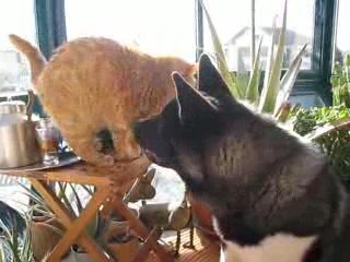 Les calins de Tahoe et Cheyenne