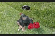 Cute doberman pinscher puppies for sale DOB 02/10/09