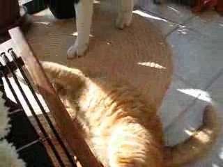 Tahoe et Cheyenne léchouilles