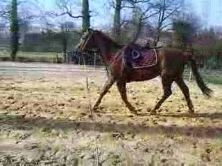 rotary galop longe