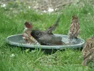 Bain d'oiseaux