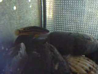 Julidochromis ornatus Uvira sauvages + Juv