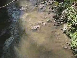 Pollution du Cousté à Boucau