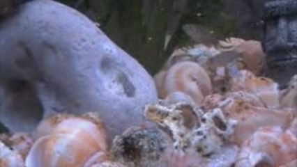 Les Multis en Colonie : Une Colonies des Plus Petits Cichlidés du Monde