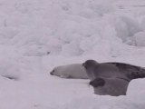 Hunting of seals completely banned in Russia