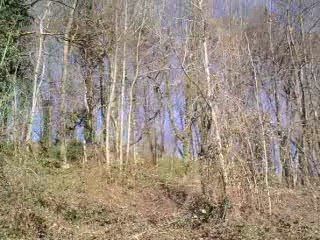 Wouak dans son milieu naturel