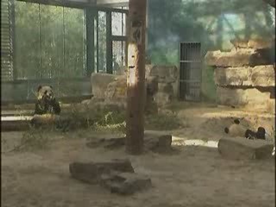 I panda "olimpionici" tornano a casa