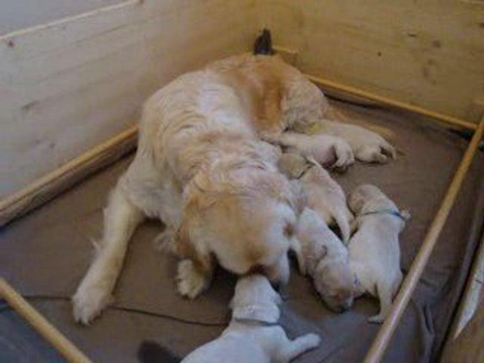 les 8 bébés de vélia et blue à 1 semaine