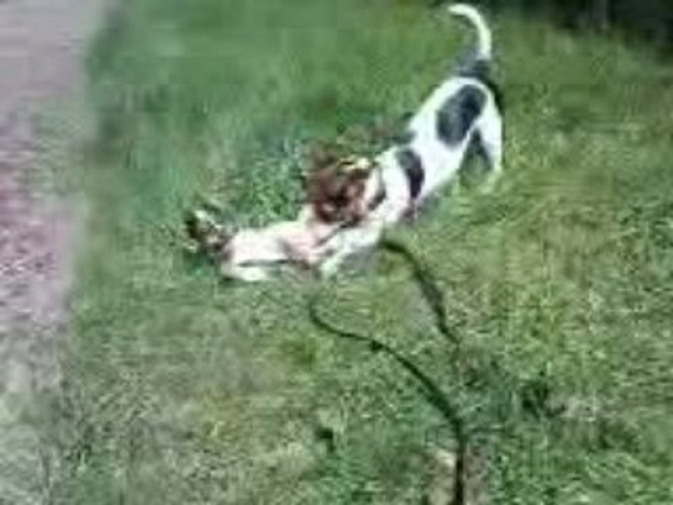 Daïa et Dixie V